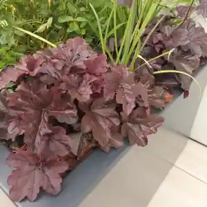 Dakterras bij penthouse.jpg