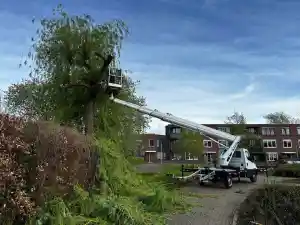 hovenier_nijmegen_Treez_Boomverzorging_2.jpg