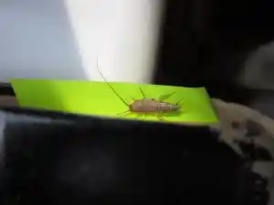 ongediertebestrijder_hansweert_RATO_Ongedierte_2.jpg