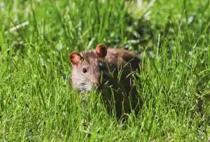 ongediertebestrijder_hansweert_RATO_Ongedierte_4.jpg
