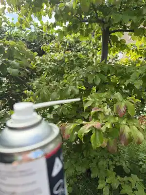 Wespenbekämpfung .jpg