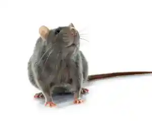 kammerjager_soest_Schädlingsbekämpfung_NICOLIN_Soest_|_IHK_geprüft_5.jpg