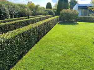 tuinaanleg-en-tuinonderhoud_sint-niklaas-nieuwkerken-waas_Haagmans_4.jpg