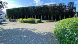 tuinaanleg-en-tuinonderhoud_sint-niklaas-nieuwkerken-waas_Haagmans_5.jpg