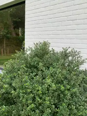 tuinaanleg-en-tuinonderhoud_sint-niklaas-belsele_Fine_Gardens_6.jpg