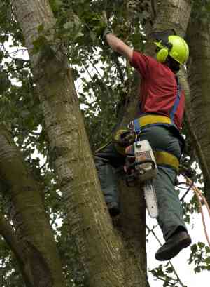 K.Willemse boomverzorging en -rooierij.jpg
