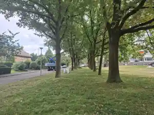 Snoeien van 50 bomen voor Zalné Wonen Zwolle.jpg