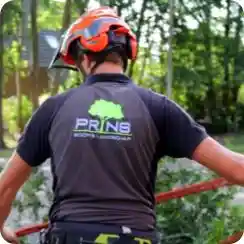 boomverzorging_staphorst_prins_boom_&_landschap_6.jpg