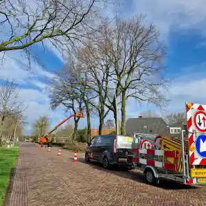 Particuliere onderhoudssnoei van 5 eiken.jpg