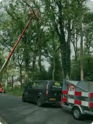 boomverzorging_staphorst_prins_boom_&_landschap_7.jpg