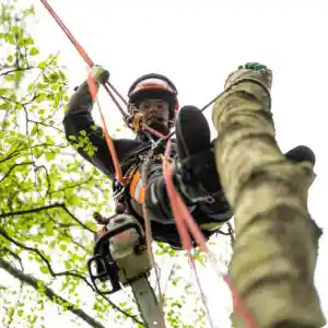 prins boom & landschap.jpg