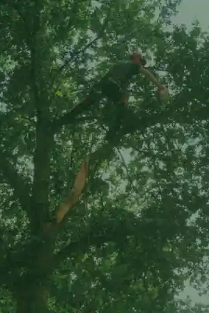 boomverzorging_staphorst_prins_boom_&_landschap_3.jpg