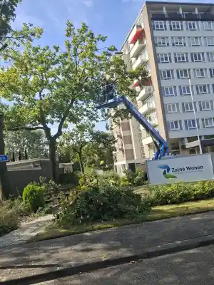 Snoeien van 50 bomen voor Zalné Wonen Zwolle.jpg