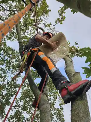 boomverzorging_staphorst_prins_boom_&_landschap_6.jpg