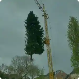 boomverzorging_staphorst_prins_boom_&_landschap_3.jpg