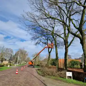 Particuliere onderhoudssnoei van 5 eiken.jpg