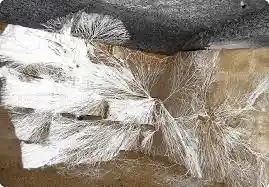 zwam verwijderen .jpg