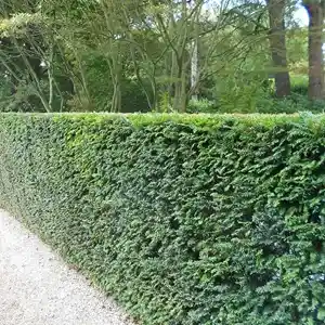 tuinaanleg-en-tuinonderhoud_maasmechelen-opgrimbie_OB-TUINONDERHOUD__5.jpg