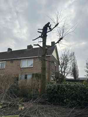 Grote boomverwijdering in Ilpendam.jpg