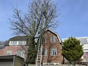 hovenier_ilpendam_huba_hoveniers-_en_boomverzorgingsbedrijf_3.jpg