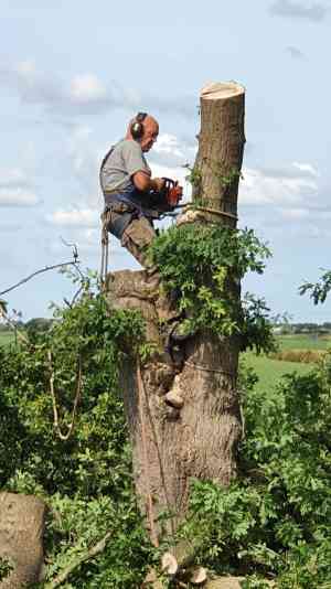 Boomverzorging en kappen van boom.jpg