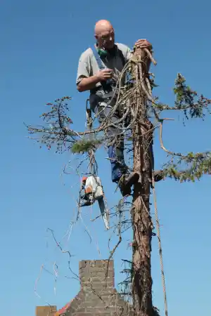 boomverzorging_ilpendam_huba_hoveniers-_en_boomverzorgingsbedrijf_4.jpg
