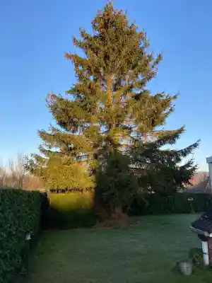 Vellen van grote dennenboom.jpg