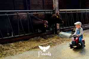 kinder boerderij.jpg