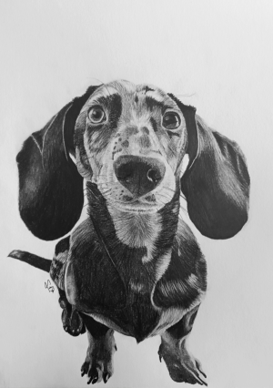 fotografo_reus_Lt_Retratros_Mascotas_6.jpg