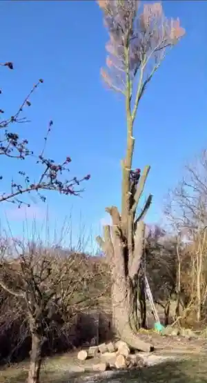 Treeworx vd Ploeg.jpg