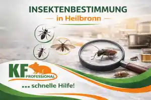 kammerjager_heilbronn_KF-Professional_Schädlingsbekämpfung_4.jpg