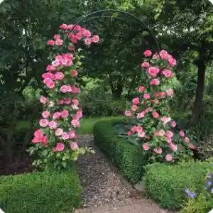 hovenier_doorn_Groengoed_Hoveniers_5.jpg
