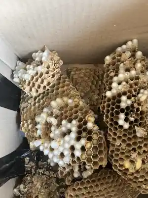 kammerjager_hirzenhain_insectacon_GmbH_4.jpg