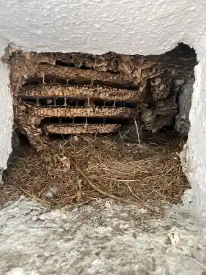 kammerjager_hirzenhain_insectacon_GmbH_5.jpg