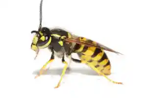 kammerjager_neudietendorf_ProEx_GmbH_Schädlingsbekämpfung_4.jpg