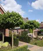 hovenier_geleen_Smeets_TuinDigitaal_3.jpg