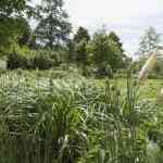 hovenier_veenendaal_Van_Ginkel_Interieurbeplanting_B.V._4.jpg