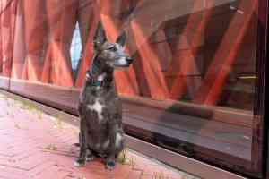 fotografo_burgos_Un_día_de_perros_foto_5.jpg