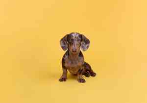 fotografo_madrid_Pelosos._Estudio_de_fotografía_de_perros._Madrid_7.jpg