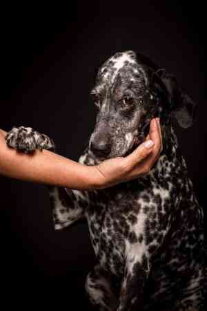 fotografo_madrid_Pelosos._Estudio_de_fotografía_de_perros._Madrid_5.jpg