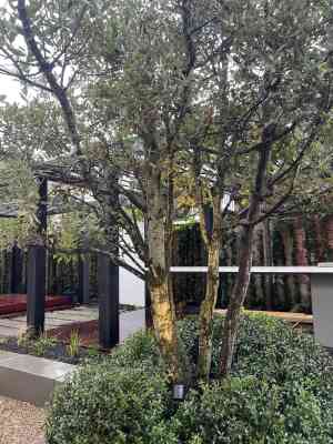 Tuin aanleggen in Den Haag.jpg