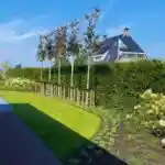 boomverzorging_almere_ter_Laak_Boomverzorging_7.jpg