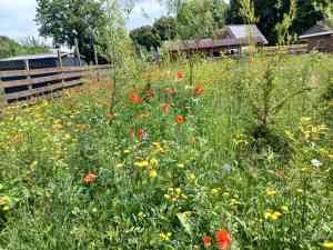 Struiken en boomsingel aangeplant met daaronder wilde bloem gezaaid.jpg