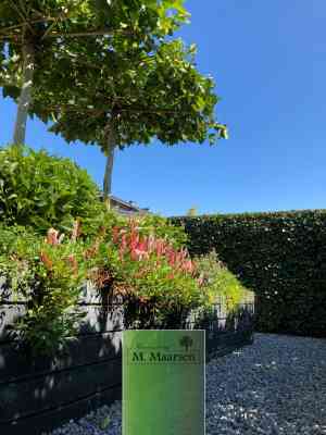 hovenier_aalsmeer_Hoveniersbedrijf_M._Maarsen_7.jpg