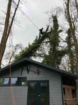 boomverzorging_de-goorn_De_Boom_Topper_5.jpg