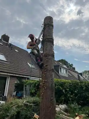 boomverzorging_de-goorn_De_Boom_Topper_6.jpg