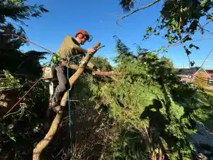 boomverzorging_de-goorn_De_Boom_Topper_3.jpg