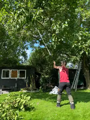 boomverzorging_de-goorn_De_Boom_Topper_4.jpg