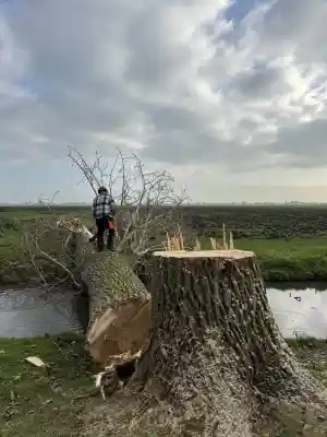 boomverzorging_de-goorn_De_Boom_Topper_7.jpg