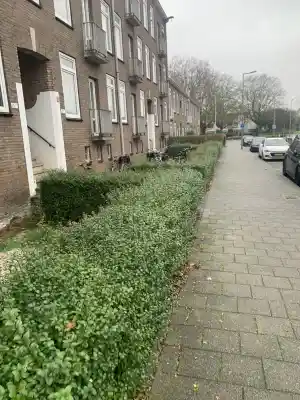 boomverzorging_rotterdam_Linofar_Hovenier_4.jpg